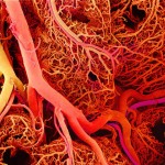 bloodvessels