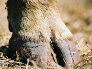 cow_hoof