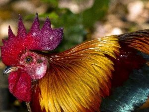 Year of the Fire Rooster: Feathery Inferno